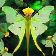 100pcs Phalaenopsis Orchid Seeds Bonsai Rare Orchid Flower Seeds Indoor Garden