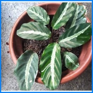 ⏑ ✜ ◩ Calathea Urdunata Live Plants for Indoor/Outdoor