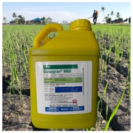 [ORIGINAL] 5L BASAGRAN M60 BASF HERBICIDE 37.0 + 6.2% RACUN RUMPAI RUMPUT/ KELADI AGAS SESUAI UTK ME
