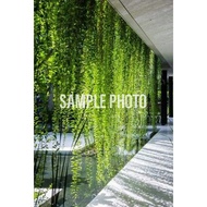 Vernonia Elliptica/Lee Kuan Yew Creeper stable rooted sapling