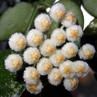 🍀 Hoya Eskimo Splash 🍀