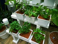 HLT Triple X (Pasu Hidroponik Viral)- Ready Stock