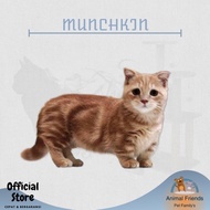 Kucing Munchkin Non Cod