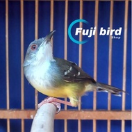 BURUNG CIBLEK SEMI GACORAN
