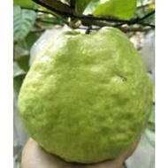 Anak Pokok Jambu Batu Lohan🌱🔥罗汉番石榴树苗 🌱🔥Lohan Guava Tree🌱🔥