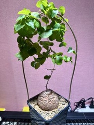 南非龜甲龍 6.5 cm