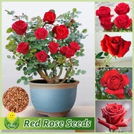 100% Legit Red Rose Seeds for Planting & Gardening (100pcs) Rose Flower Plant Seeds Bonsai Flower Se