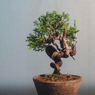 糸魚川真柏迷你盆栽 翠綠葉超健康細魚川真柏小盆栽 松柏迷你盆栽