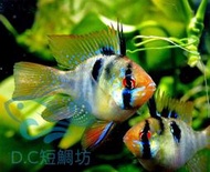 【DC短鯛坊】圓球荷蘭鳳凰短鯛_超逼真可動仿真模型【DwarfCichlids】