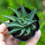 Vortex dragon claw stone lotus 5-7cm - Stone lotus garden