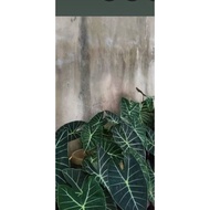 anak alocasia longliloba/real plant
