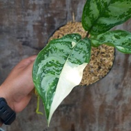 Sindo - Aglaonema Commutatum Variegated Live Plant 0NLTNURZZC