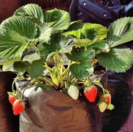 Bibit strawberry california / pohon strawberry california