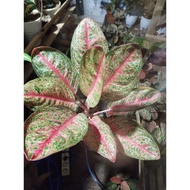 AGLAONEMA KENDEDES