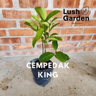 Anak Pokok Cempedak King 尖不叻王 树苗 Fruit Tree Live Plant Pokok Buah [Lush Garden]