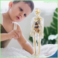 RAN Educational Human Body Anatomy Model Clear Anatomical Human Skeleton Model