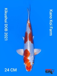 Ikan Koi Import Kikushui Serti Kano Koi Farm Japan