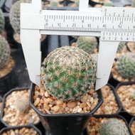 🌵💥แมมฮุย 💥🌵 Mammillaria huitzilopochtli  ไม้เมล็ด ขนาด 2-6 ซม. ต้นกระบองเพชร ต้นแคคตัส (แคคตัส กระบองเพชร)