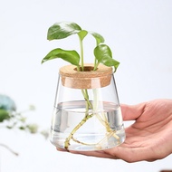 Water plant Pot with orange peel motif, 9.5cm high, succulent vines, including lid