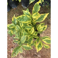 Duranta Erecta " Golden Edge" ( 1 cutting / 1 keratan )