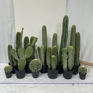 Style Fake Cactus Green Small Wholesale Plant Cactus Cactus Multiple Manufacturers Plastic Simulatio