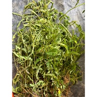 Daun Dukong Anak Herbs - Ubat Tradisional - Pokok Dukung Anak / Mandian Jaundis Baby 30g
