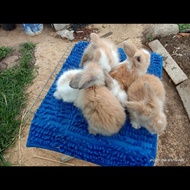 kelinci hias fuzzy lop anakan 3 bulan
