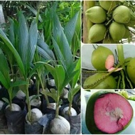 Bibit kelapa wulung /bibit kelapa hijau Wulung / kelapa ijo