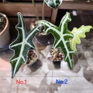 Alocasia nobilis