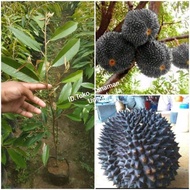 Bibit Durian Duri Hitam okulasi