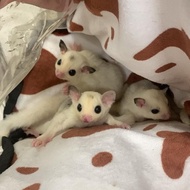SUGAR GLIDER PLATINUM MOZAIK JOEY