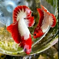 JAVA ISLAND ONLY A pair of grade fccp materials goodas for displaying great