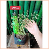 ❈ ◙ ◊  Variegated African Talisay  Garden Decoration