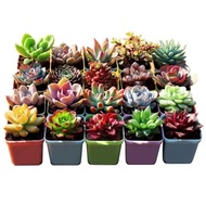匡易多肉植物盆栽组合多肉老桩玉露吉娃娃桃蛋花卉盆栽植物室内 四季 多肉10颗+盆+土 1份