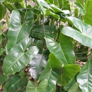 Philodendron/telinga Gajah