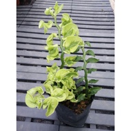 Euphorbia pedilanthus tithymaloides ssp. smallii outdoor plant