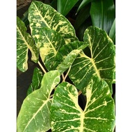 Well rooted 916 HOMEGROWN Alocasia Macrorrhiza ‘New Guinea Gold’ /Alocasia Gold 916