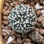ready Asterias v type astrophytum seedling 1.3 cm murah