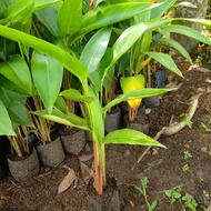 tanaman hias pisang hellicornia bunga merah per 1 pohon pisang bunga
