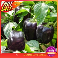 7 Pcs Benih Lada Benggala Ungu Hitam Black Purple Capsicum/紫色灯笼椒籽 Ready Stock Sarawak