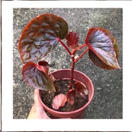 Begonia - Pokok Asam Batu