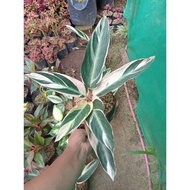 ♞,♘Available Live plants for sale (Calathea Triostar)