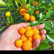 bibit tanaman jeruk santang madu/pohon jeruk santang madu