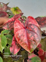 Tanaman hias keladi caladium nebula hybrid dwi warna x YMK hybrid AKS series caladium special mewah