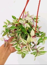 Tradescantia Fluminensis Tricolour 婚礼吊兰锦 with 120mm pot direct from Cameron Highlands