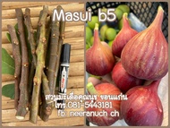 มะเดื่อฝรั่ง กิ่งสดมะเดื่อฝรั่งมาซุยบี5 ชุด 4 กิ่ง 120บาท/masui b5 figs cuttings,set 4 pieces120฿