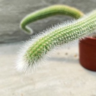 【荳荳多肉】【猴尾柱3頭】喬遷│送禮│升遷│多肉植物