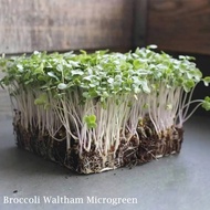 Broccoli Microgreens Seeds
