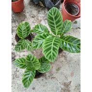 CALATHEA keladi cantik