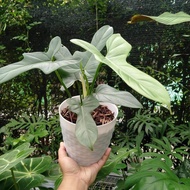 Tanaman Hias Philodendron Violin